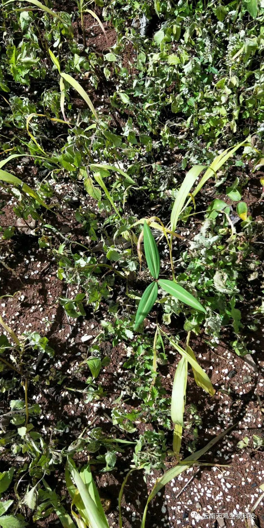 黃精除草劑實用效果圖