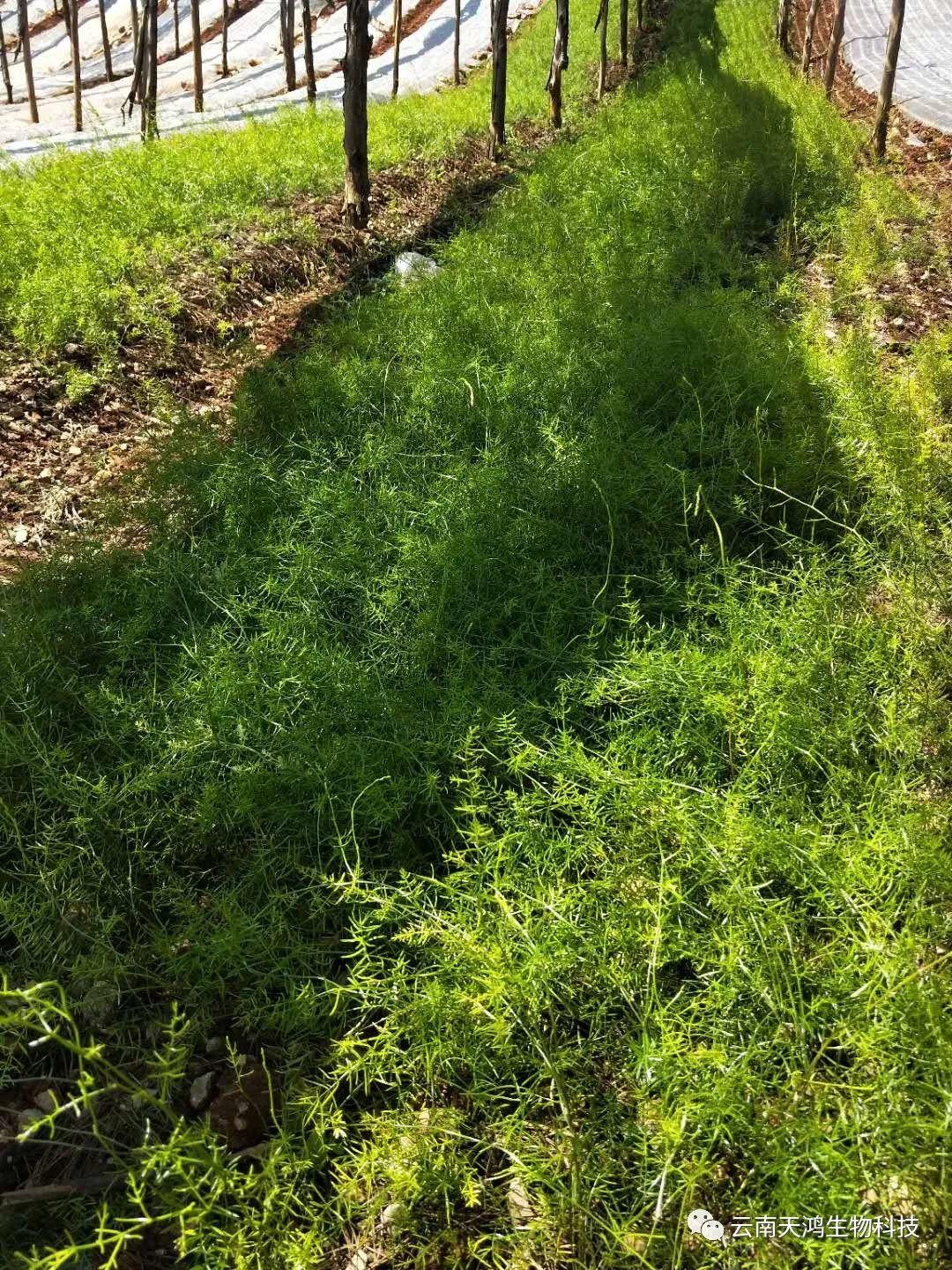 營養(yǎng)生長素用在藥材，蔬菜，水果的用法和用量大全