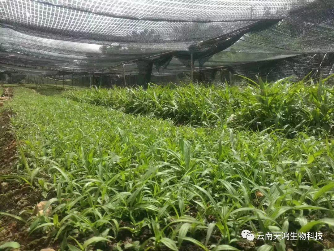 營養(yǎng)生長素用在藥材，蔬菜，水果的用法和用量大全