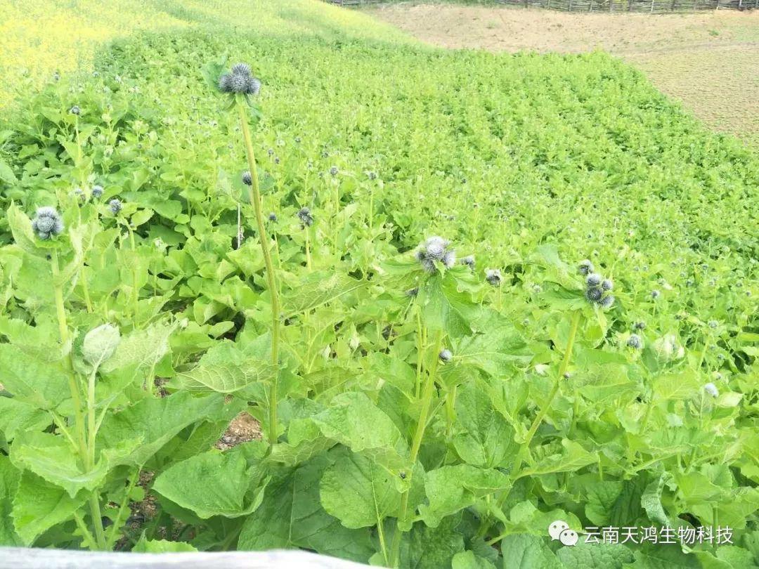 營養(yǎng)生長素用在藥材，蔬菜，水果的用法和用量大全