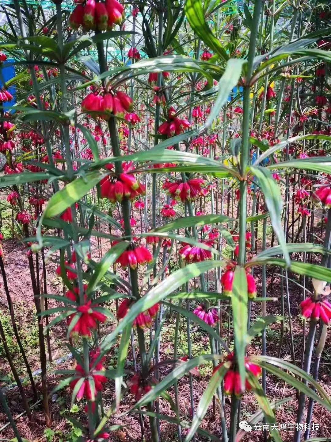 黃精的作用及食用方法