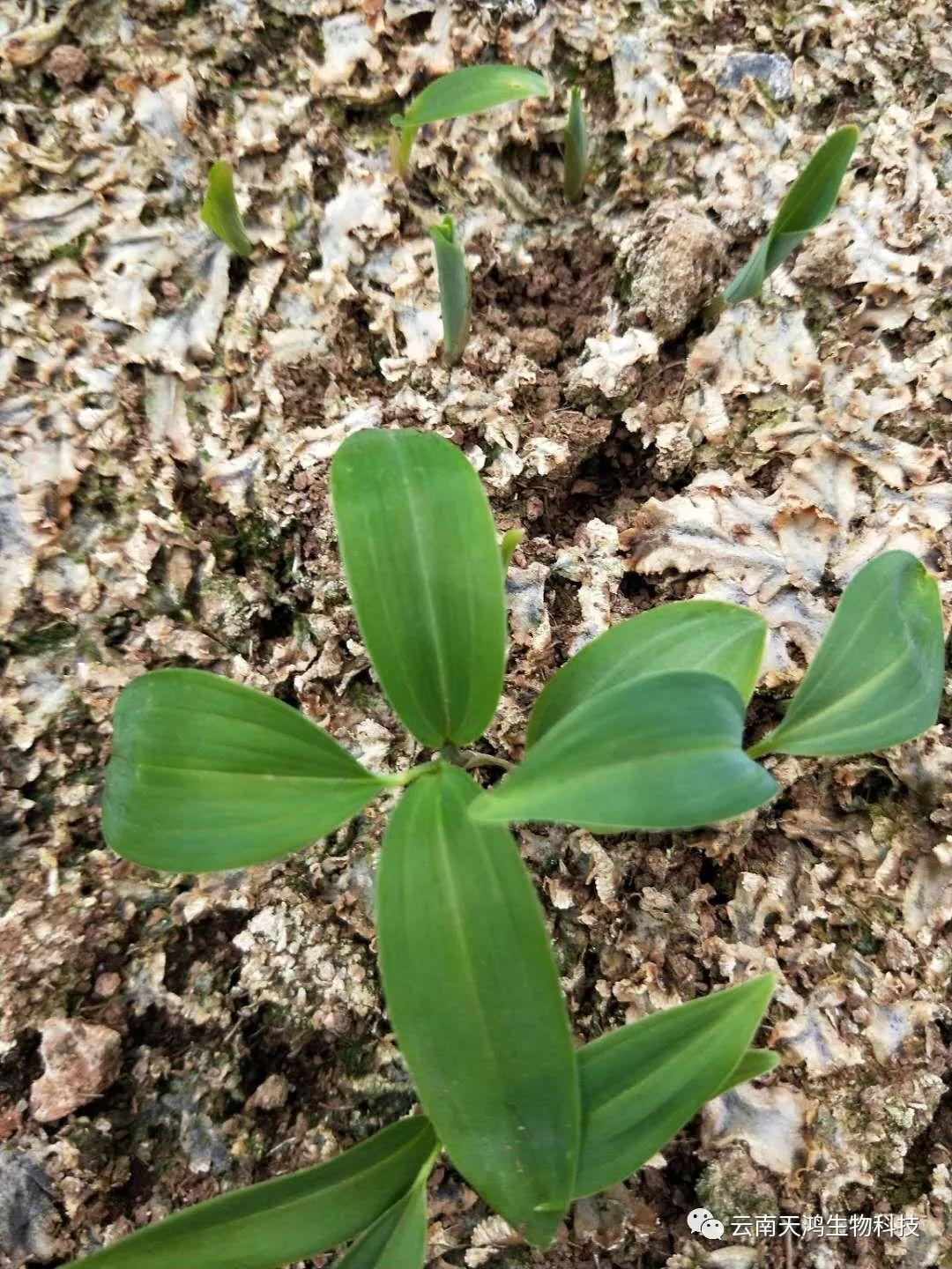 神奇除青苔除草劑實(shí)際效果圖和所有問題說明