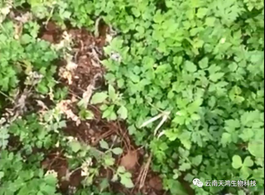 神奇除青苔除草劑實(shí)際效果圖和所有問題說明