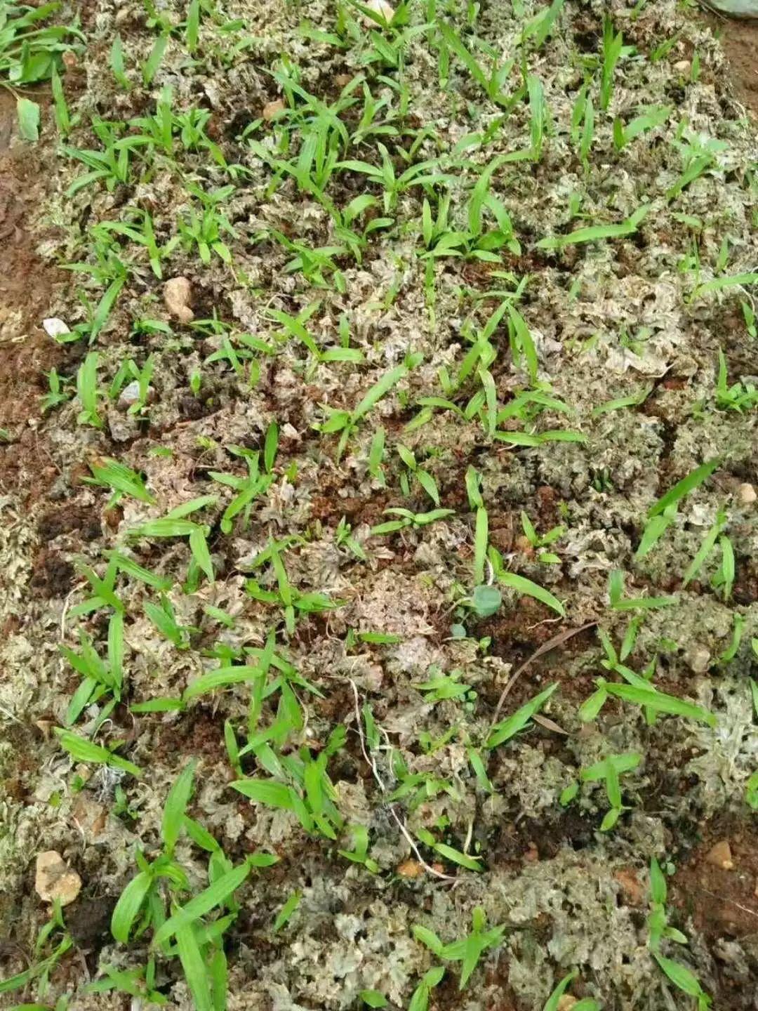 神奇除青苔除草劑實(shí)際效果圖和所有問題說明