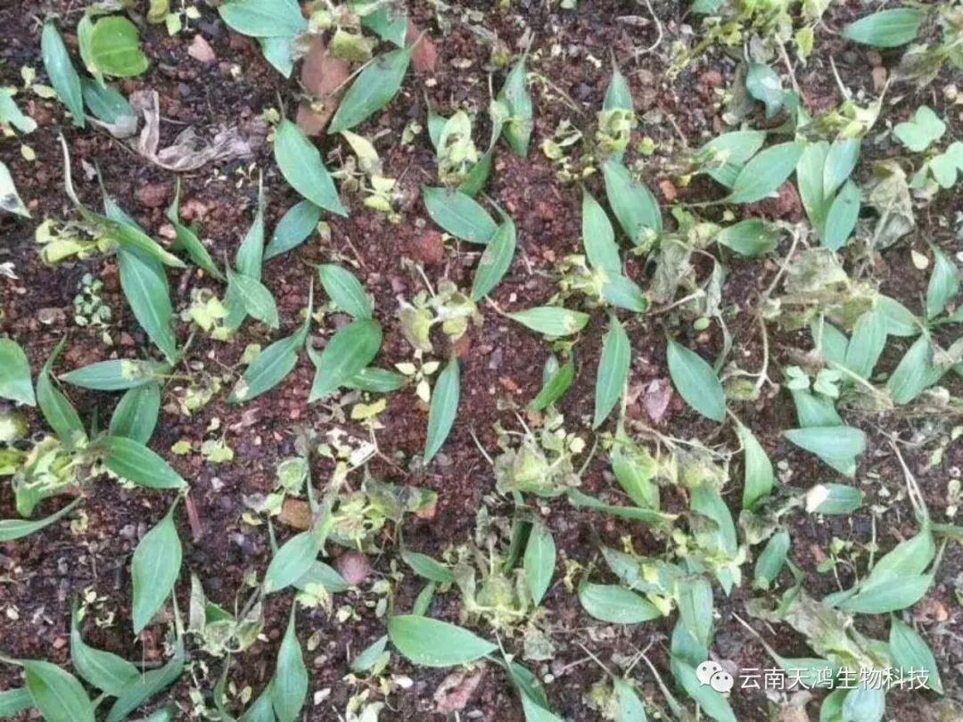 黃精除草劑實(shí)用效果圖