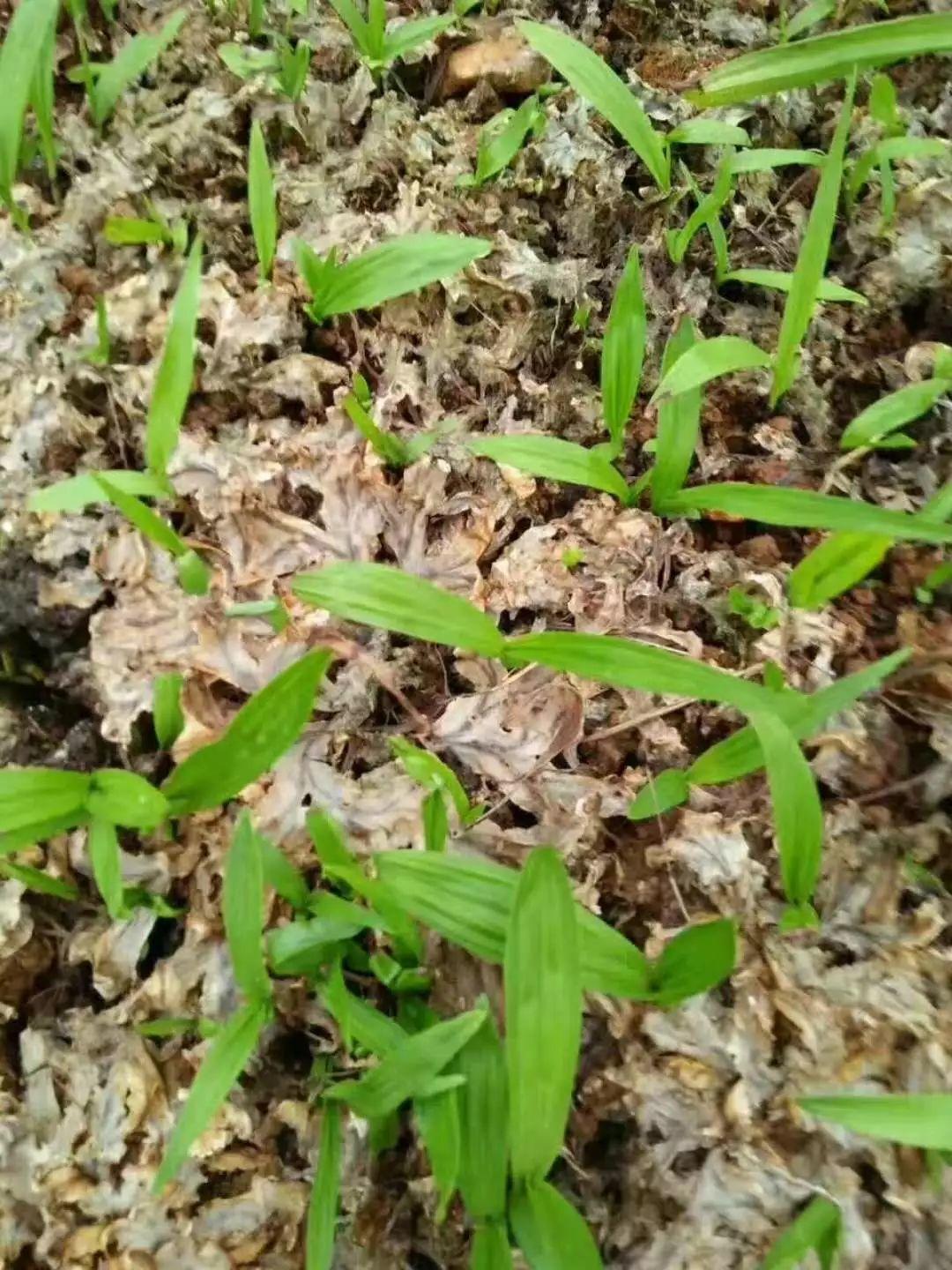 神奇除青苔除草劑實(shí)際效果圖和所有問題說明