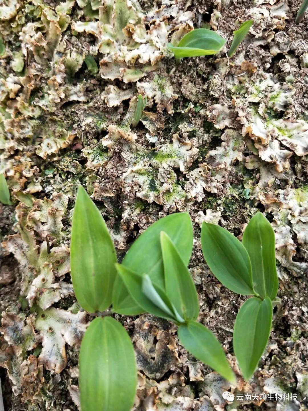 神奇除青苔除草劑實(shí)際效果圖和所有問題說明