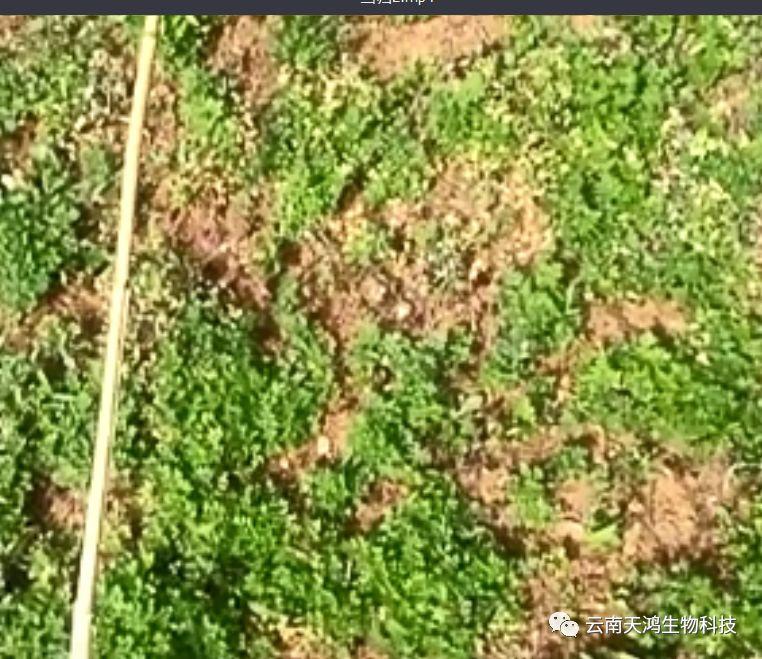 神奇除青苔除草劑實(shí)際效果圖和所有問題說明